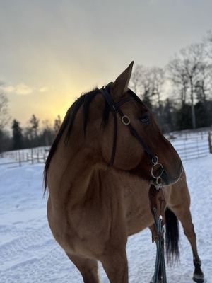 Winter Glamour